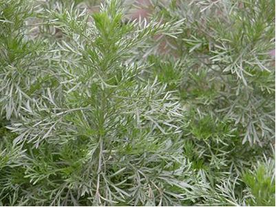 高产灵芝袋料栽培新技术