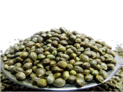 疫苗未落毒食盐又起