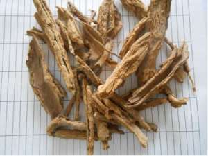 肺形草的功效与作用