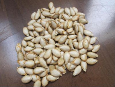 中间骨牌蕨的功效与作用
