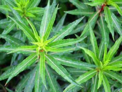 香港探索中药规管保证用药安全
