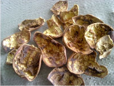 对叶林根的功效与作用